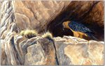 Birds_62_Lammergeier at Nest, 2001_Robert Bateman_sqs.jpg