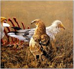 Birds_70_Carrion Crew, 2001_Robert Bateman_sqs.jpg