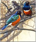 Birds_64_Superb Starlings in Acacia Tree, 2001_Robert Bateman_sqs.jpg