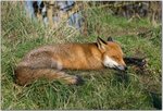 DSC_1826.jpg