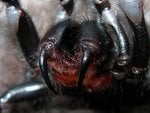brazilian-wandering-spider.jpg