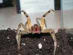 P. boliviensis - adult female.JPG