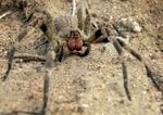 wandering_spider_Brazilian_Wandering_Spider_bite_pain_Erection-s600x422-84513-580.jpg