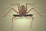 whip_scorpion_1_by_Blepharopsis.jpg