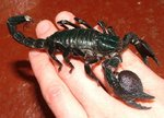 scorpion002.jpg