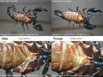 SexingEmperorScorpions.jpg