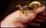 bark-scorpion.jpg