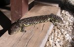 Blue Tongue Lizard_2193.JPG