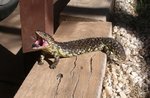 Blue Tongue Lizard_2195.JPG