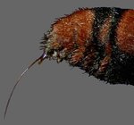 Mutillidae_18.jpg