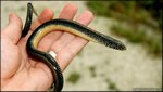 glass-lizard.jpg