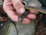 glass-lizard2.jpg