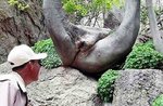 4.-Vagina-Tree.jpg