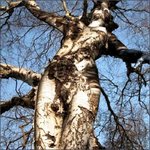 amazing_tree2bbody2bform.jpg