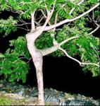 natureporn.jpg