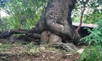 Tree Anal.jpg