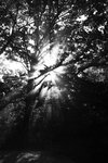 IMG_6176bw.jpg