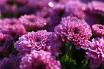 IMG_6251.jpg