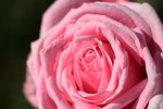 IMG_6266.jpg