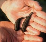 leech2.jpg