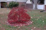 Crimson Queen3.jpg