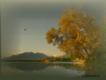flyingbird.gif