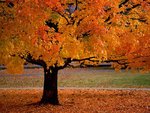 an_autumn_beauty_996.jpg