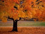 an_autumn_beauty_996.jpg