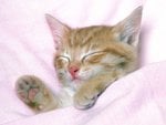 pink_dreamsb_444.jpg