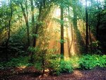 fern_gully__appalachian_trail_134.jpg