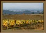 3820vineyard2_127.jpg