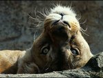 animal_130.jpg