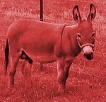 erichs_red_ass_461.jpg