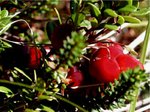 cranberry3_467.jpg