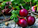cranberry6_294.jpg