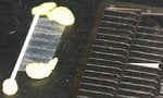 8 flap gussets.JPG