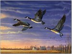 Morning Flight – Canada Geese.jpg