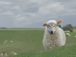 1239955425_sneaky_undercover_wolf.gif