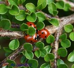 Ladybirds.jpg