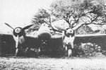 Henschel Hs-129.jpg