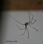 spidy3.jpg