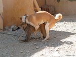 dogandmonkey_814.jpg