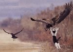cat_attack_147.jpg