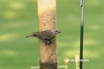 IMG_1984 Cowbird resized 25 legal.jpg