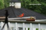 IMG_2004 Cardinal resized 25 letal.jpg