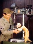 drill press operator feeds pet ferret England.jpg