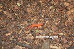 IMG_2633 Newt resized 20.jpg