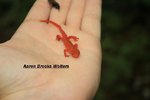 IMG_2638 Newt resized 20 legal.jpg