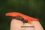 IMG_2635 Newt resized 20.jpg