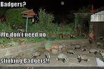 Badgers.jpg